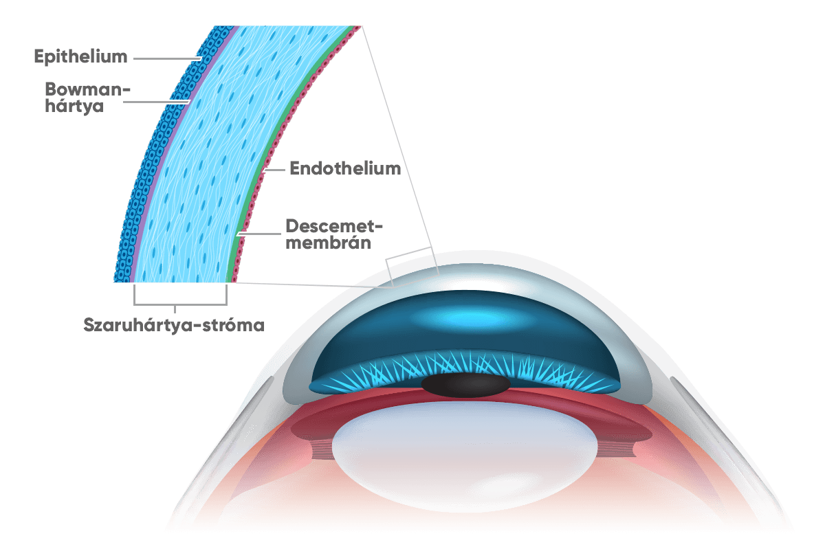 szemészet szaruhártya szem felépítése szemgyakorlatok - a látás helyreállítása